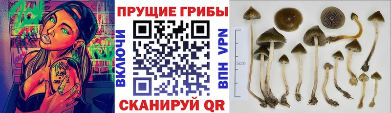Псилоцибиновые грибы мухоморы  Купить где  Карасук 